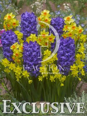 botanic stock photo Hyacinthus