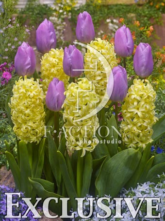 botanic stock photo Hyacinthus