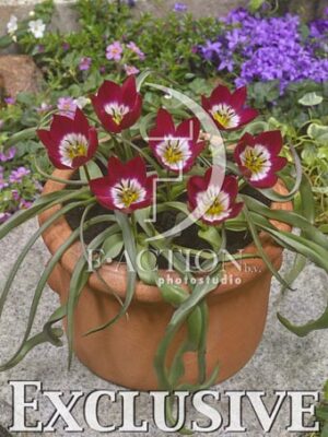botanic stock photo Tulipa