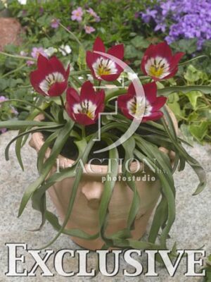 botanic stock photo Tulipa