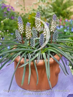 macrocarpum White Triumphator
