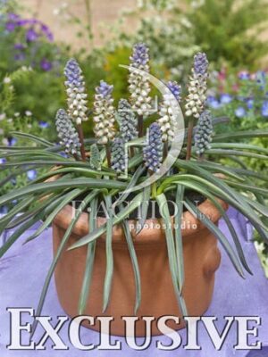 botanic stock photo Muscari