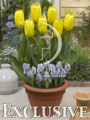 botanic stock photo Spring