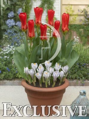 botanic stock photo Spring