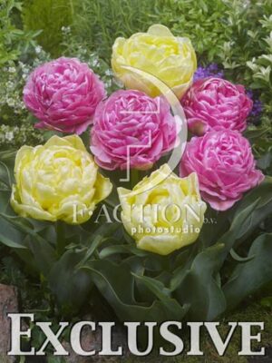 botanic stock photo Tulipa