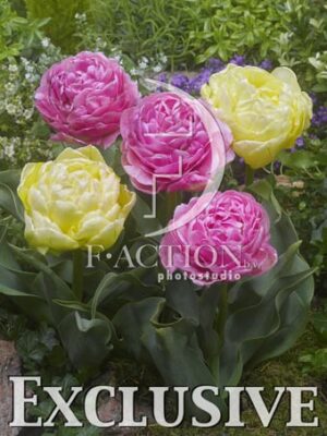 botanic stock photo Tulipa