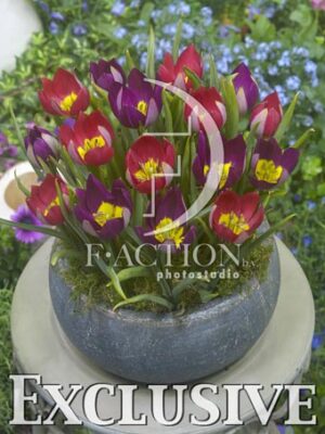 botanic stock photo Tulipa