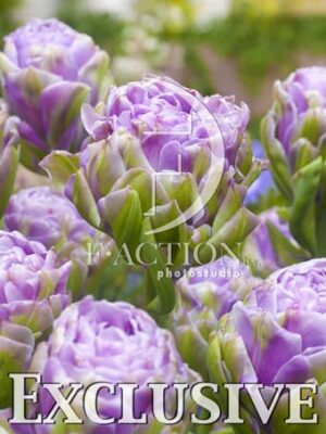 botanic stock photo Tulipa