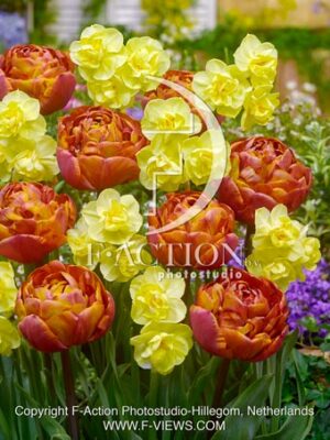 Yellow Cheerfulness & Tulipa Brownie