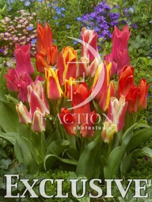 botanic stock photo Tulipa