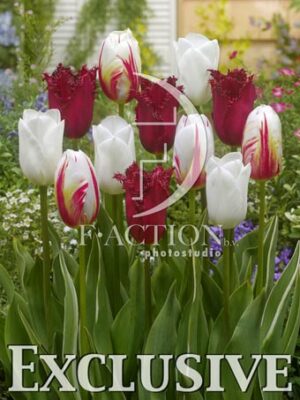 botanic stock photo Tulipa