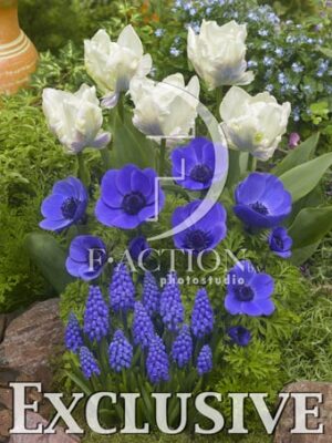 botanic stock photo Spring Garden