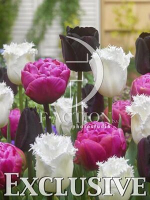 botanic stock photo Tulipa