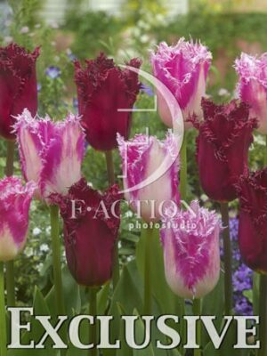 botanic stock photo Tulipa