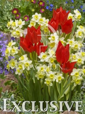 botanic stock photo Tulipa