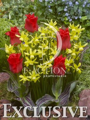 botanic stock photo Tulipa