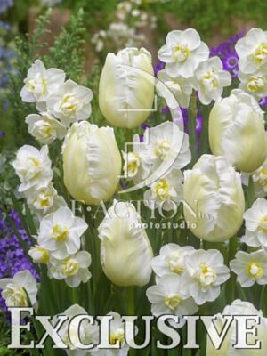 botanic stock photo Tulipa