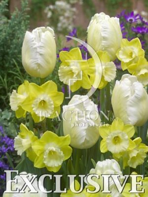 botanic stock photo Tulipa