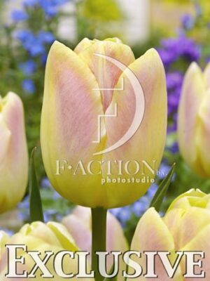 botanic stock photo Tulipa