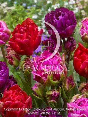 Mariola - Justina - Navona mixed