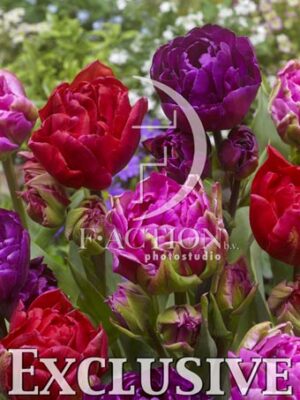 botanic stock photo Tulipa