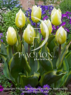 Sweet Light