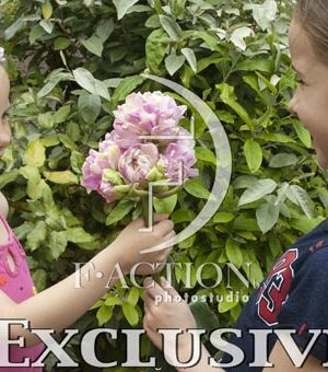 botanic stock photo Tulipa