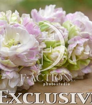 botanic stock photo Tulipa