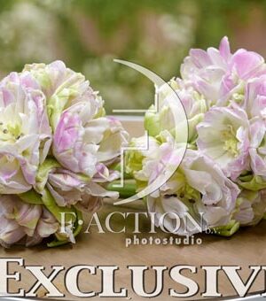 botanic stock photo Tulipa