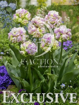 botanic stock photo Tulipa