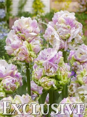 botanic stock photo Tulipa