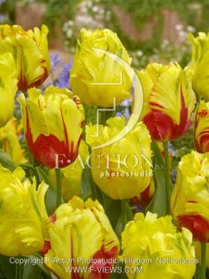 botanic stock photo Tulipa