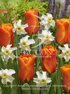 botanic stock photo Tulipa