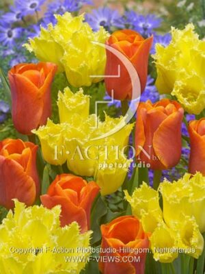 botanic stock photo Tulipa