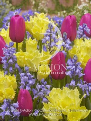 botanic stock photo Tulipa
