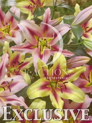 botanic stock photo Lilium