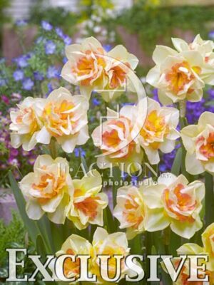 botanic stock photo Narcissus