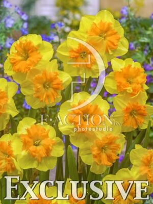 botanic stock photo Narcissus