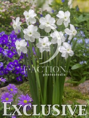 botanic stock photo Narcissus