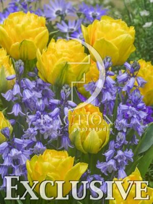 botanic stock photo Tulipa