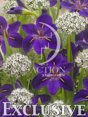 botanic stock photo Iris