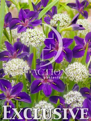 Louisiana Black Gamecock & Allium Nigrum
