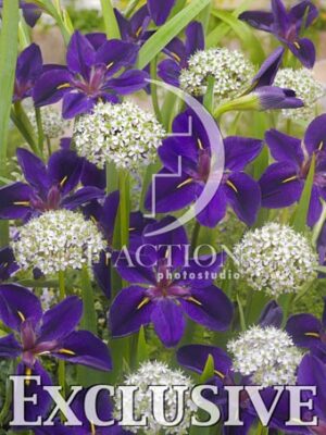 botanic stock photo Iris