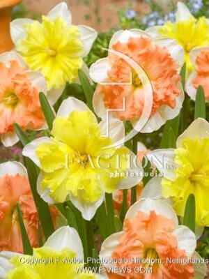 Vanilla Peach & Valdrome mixed