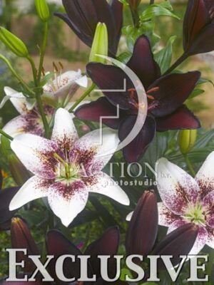 botanic stock photo Lilium