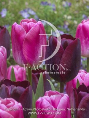 botanic stock photo Tulipa