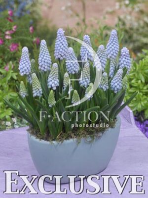 botanic stock photo Muscari