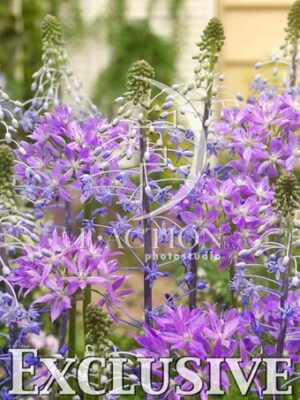 Blue Arrow & Allium Eros