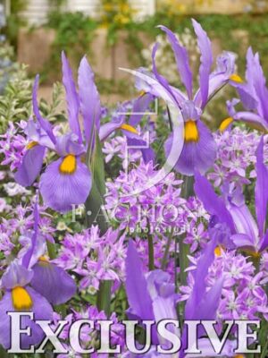 Eros & Iris hollandica Pink Panther