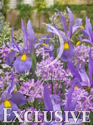 botanic stock photo Allium